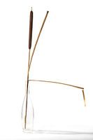 Large Bulrush in a Vase