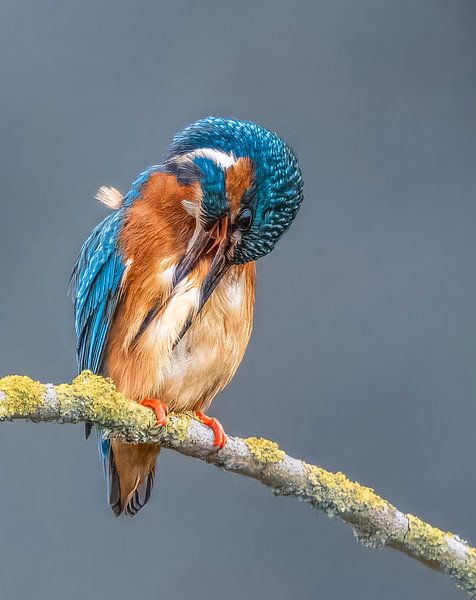 Kingfisher, Kingfisher par Lies Bakker