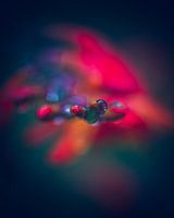 Nahaufnahme rote Blumen mit Tau