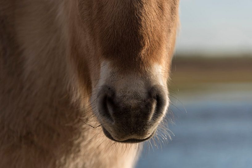 Nase eines Fjordes von Ans Bastiaanssen