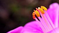pistil flower macro