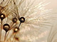 Paardenbloem gouden druppels