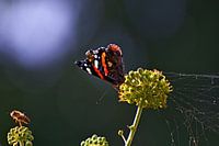 Vlinder en bij op klimop