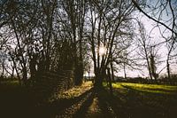 Winter 2020 - Pollare