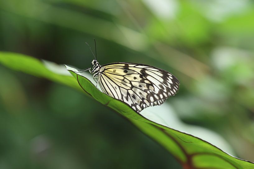 Un mime dans un monde de couleurs par Daniëlle Eibrink Jansen