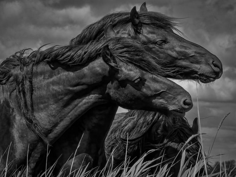 Friesian horses in the wind 2 by Miriam van Dun