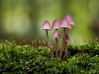 Magentafarbene Champignons in Grün