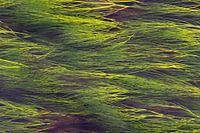 Schwankende Wasserpflanzen