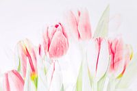 Tulipes en nuances d'aquarelle