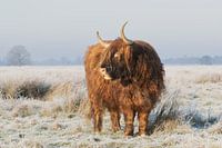 Scottish highlander on the Hijkerveld in winter, higland cow