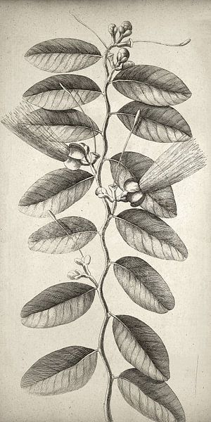 Botanische Wandkunst,Ficus tikoua Bur, schmale Leinwand von finemasterpiece