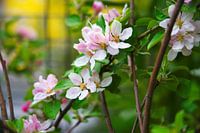 Der Frühling im Garten