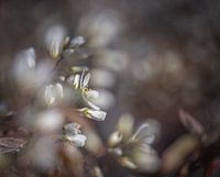 Blüte des Johannisbeerbaums im Frühling, mit Bokeh