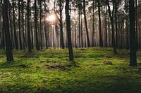 Sonneschein im Mooswald