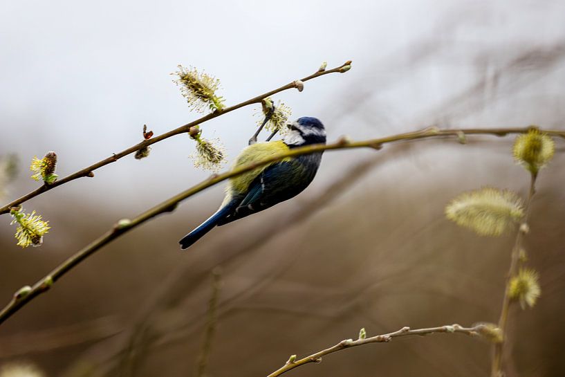 Great Tit by Tim Voortman