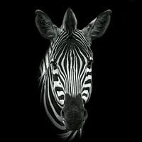 Zebra in Schwarz und Weiß