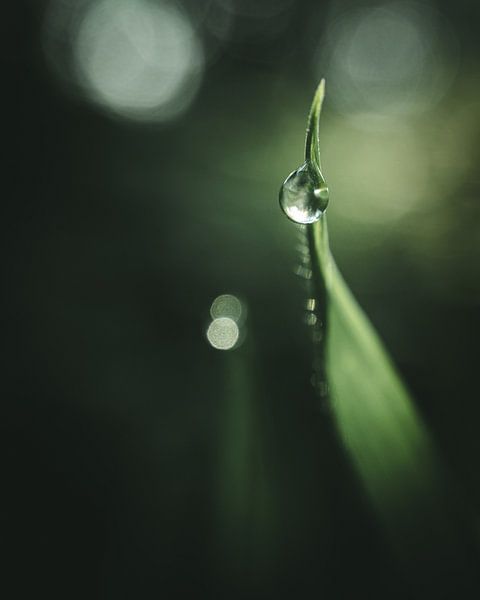 Brin d'herbe avec goutte de rosée par Jan