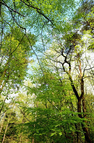 Canopy of leaves in spring by Corinne Welp