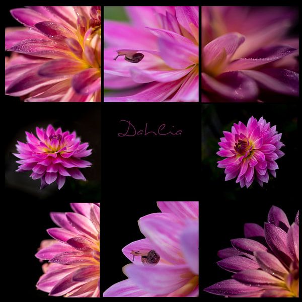 collage de photos d'un Dahlia rose avec gouttes d'eau et escargot par Margriet Hulsker