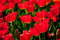 Tulpen in tegenlicht 