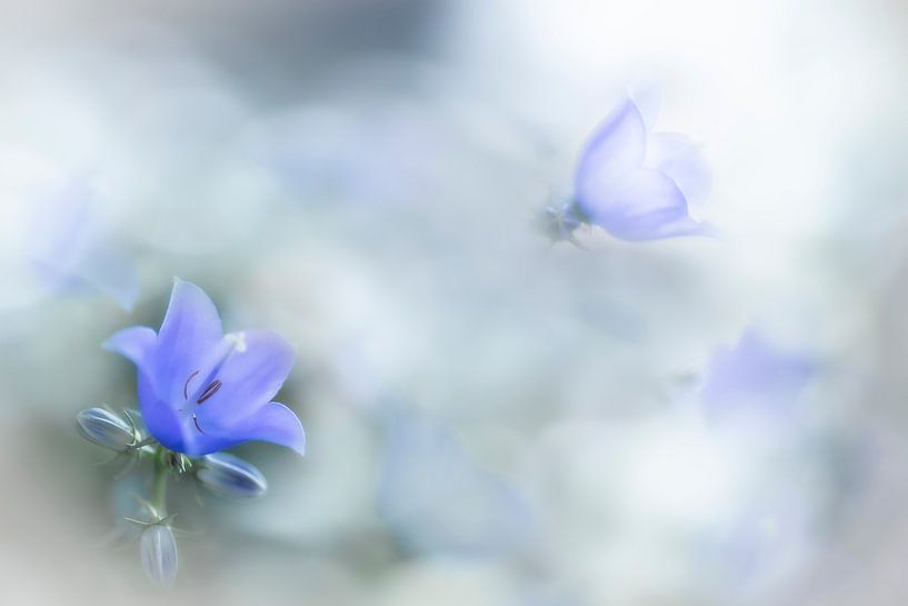 Bellflower in soft blue by Greetje van Son