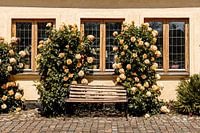 Malerische Bank auf einer Kopfsteinpflasterstraße in Schweden