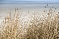 dunes et mer sur Schiermonnikoog | nature fine art photo