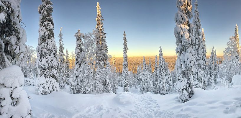Neige sur les arbres en Laponie par Rene du Chatenier
