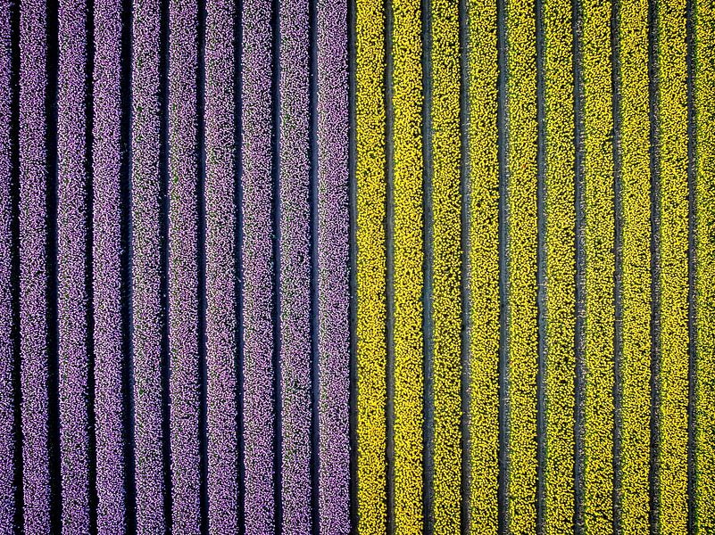 Purple and yellow tulips growing in a field during springtime seen from above by Sjoerd van der Wal Photography