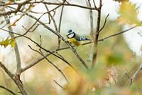 Verträumte Szene einer Blaumeise