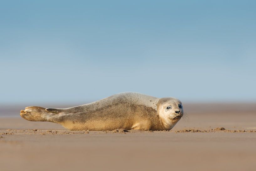 Junge Seehunde am Strand von Jeroen Stel