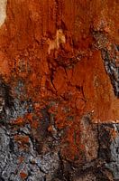 Artistic Tough Red Bark