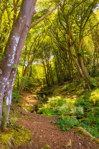 Woodland creek par John Goossens Photography