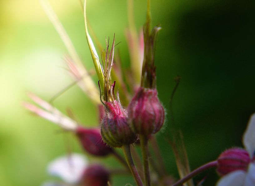 Plantje von Hans Heemsbergen