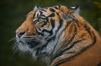 The eye of the tiger