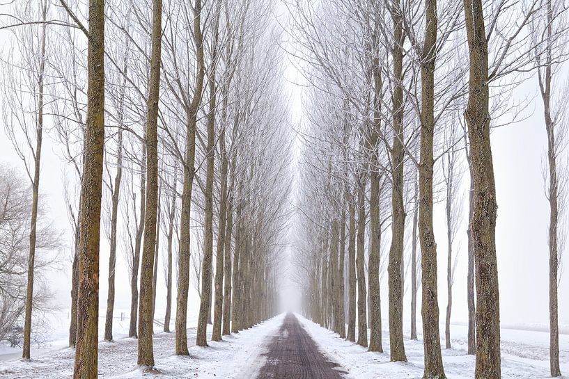 Snowy way von Olha Rohulya