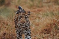 Leopard locking eyes with the camera in the wild