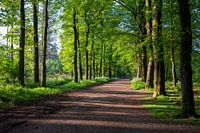 Wijds bospad tussen Baarn en Lage Vuursche
