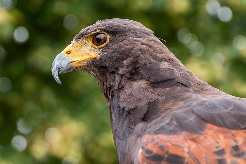 Faucon de Harris (Parabuteo unicinctus), portrait de profil de l'oiseau de proie sur un fond vert fl par Maren Winter