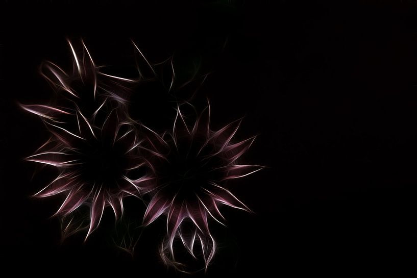 Fleurs roses par Christophe Fruyt