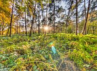 Varens landschap in Waals-Brabant