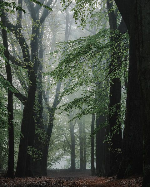 Allée forestière brumeuse sur la Veluwe par Marcel van Oene