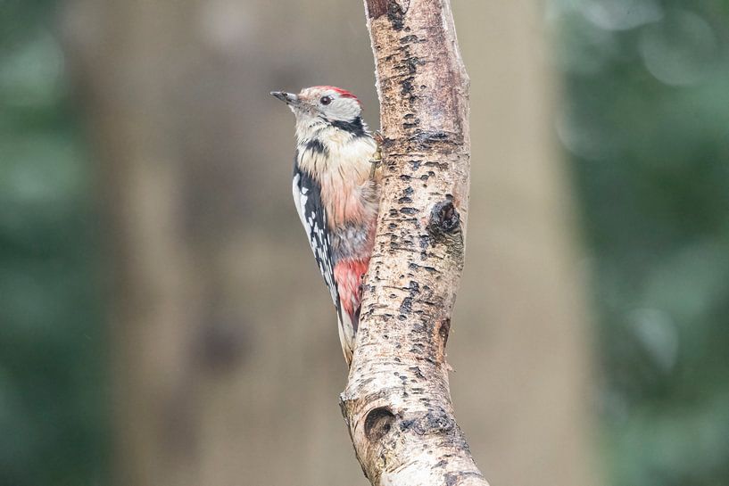 Middle spotted woodpecker by Merijn Loch