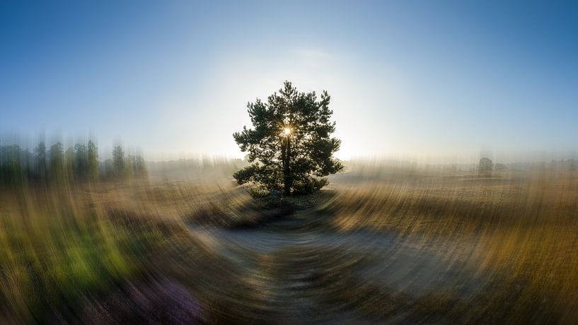 Ode à l'Arbre. Loonse et Drunense Duinen. par PvdH Fotografie