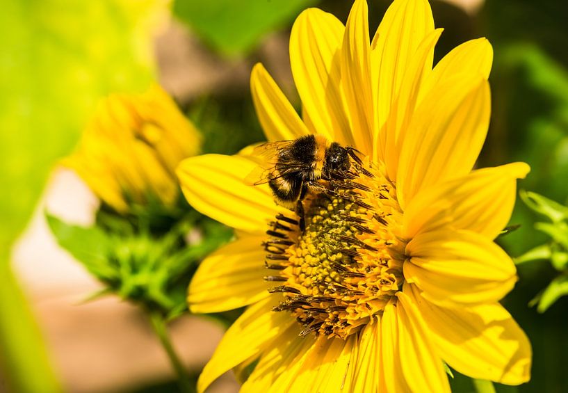 Fleur jaune avec abeille, fond de jardin ensoleillé par Alex Winter