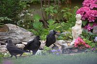 drei Kauen auf dem Bild