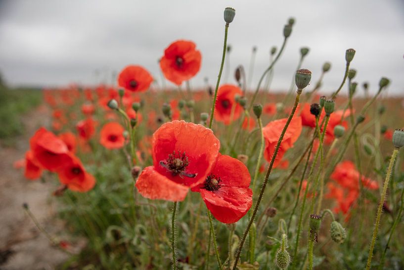 Roter Klatschmohn von anne droogsma
