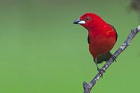 Rode Tangare op takje, Itanhaem, Brazilië