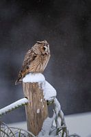 Waldohreule im Schnee