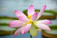 Lotosblüte - Seerose - Nelumbo